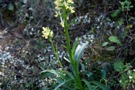 Dactylorhiza romana